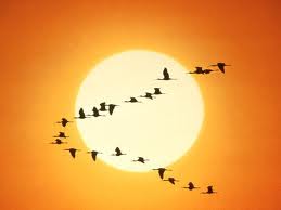D�a Mundial de las Aves Migratorias - 2011